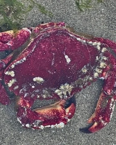Crabs and Shrimp Overview — Haystack Rock Awareness Program